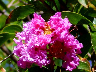 Lagerstroemia indica cultivar, inflorescences close up, Dehesa Boyal de Puertollano, Spain