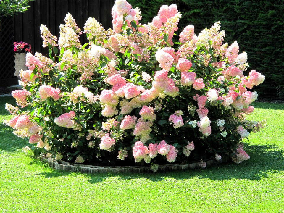 Lagestroemia indica in a garden of Samoëns (Haute-Savoie, France).