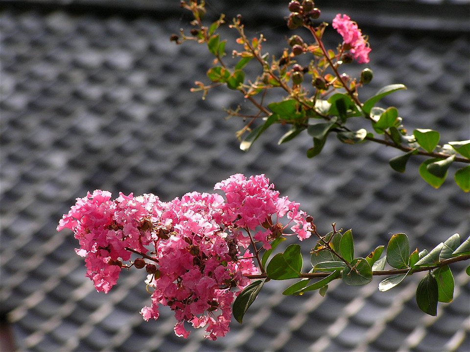 Lagerstroemia indica

百日紅と甍