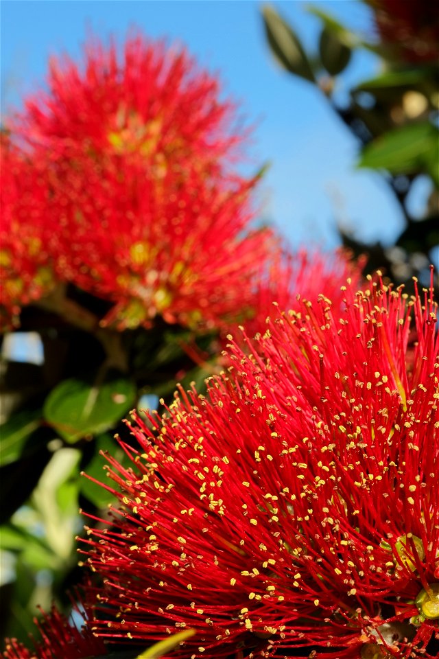 Close-up of pohutukawa flowers in full bloom at Christmas time - Pohutukawa is known as the New Zealand Christmas Tree
