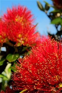 Close-up of pohutukawa flowers in full bloom at Christmas time - Pohutukawa is known as the New Zealand Christmas Tree photo