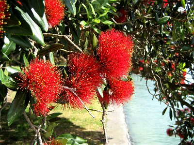 Pōhutukawa (Metrosideros excelsa), in flower, Manukau City, New Zealand photo