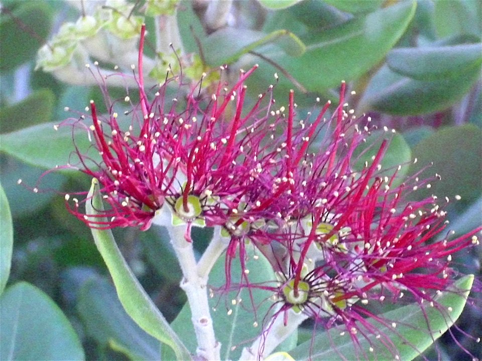 Metrosideros excelsa flowers close up, Torrelamata, Torrevieja, Alicante, Spain