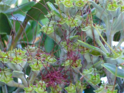 Metrosideros excelsa fruits close up, Torrelamata, Torrevieja, Alicante, Spain