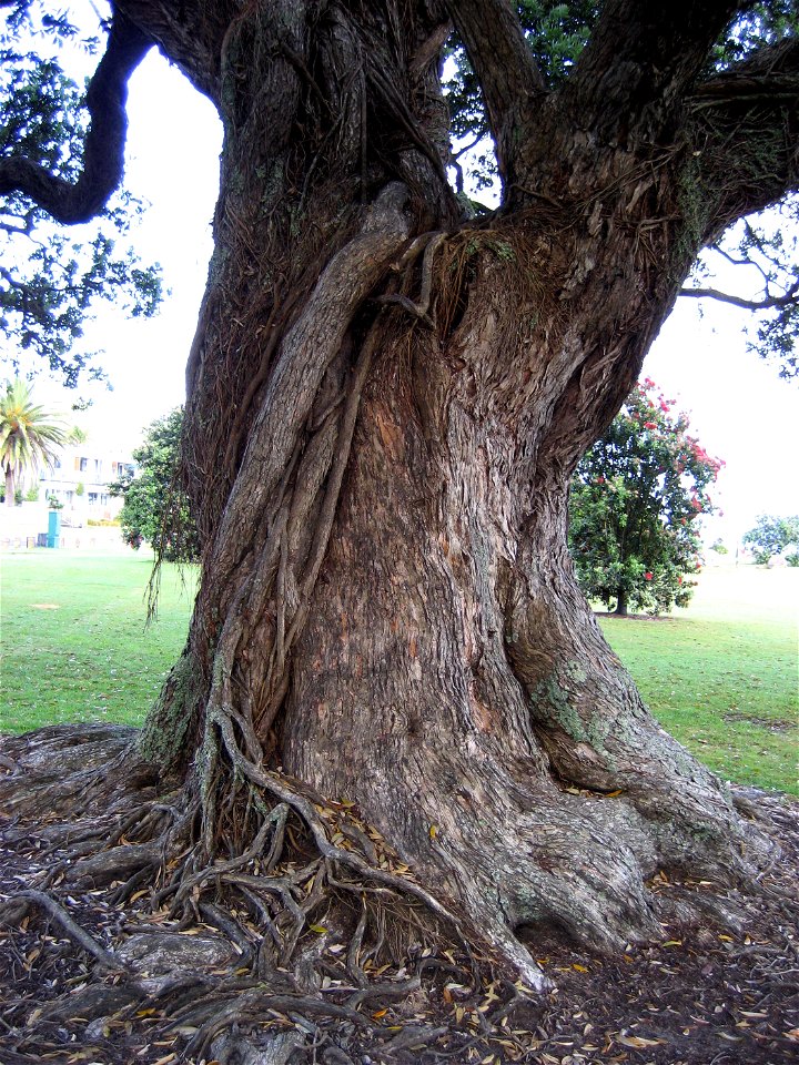 Trunk of Pōhutukawa (Metrosideros excelsa), Ōhope, near Whakatāne, New Zealand, showing former aerial roots fused into the trunk.