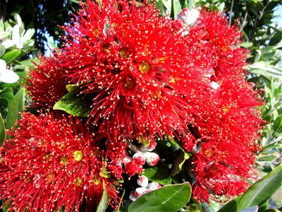 Flowers of the Pōhutukawa tree (Metrosideros excelsa), also called New Zealand Christmas TreePōhutukawa is a typical tree of Northern Island, but that one grows in Hokitika, South Island