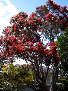 Pōhutukawa (Metrosideros excelsa), in flower, Mount Albert, Auckland, New Zealand