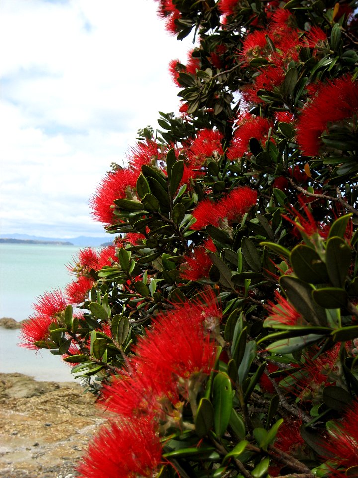 Pōhutukawa (Metrosideros excelsa), in flower, Maraetai, Manukau City, New Zealand
