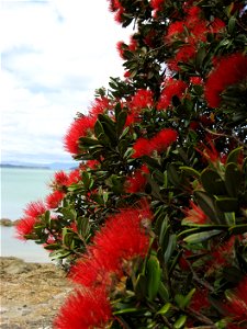 Pōhutukawa (Metrosideros excelsa), in flower, Maraetai, Manukau City, New Zealand photo