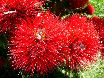 Flower buds of the Pōhutukawa tree (Metrosideros excelsa), also called New Zealand Christmas TreePōhutukawa in Waikanae, Wellington District, Northern Island, New Zealand photo