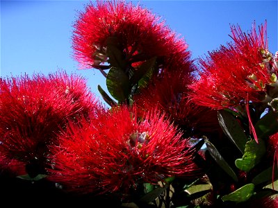 Flower buds of the Pōhutukawa tree (Metrosideros excelsa), also called New Zealand Christmas TreePōhutukawa in Waikanae, Wellington District, Northern Island, New Zealand photo