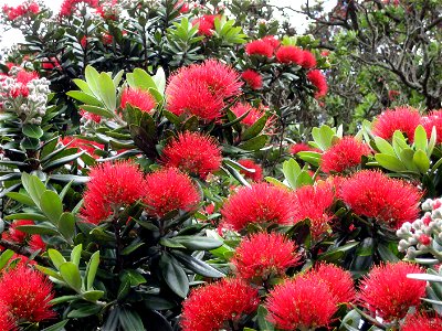 Pōhutukawa (Metrosideros excelsa), in flower, Point Chevalier, Auckland, New Zealand