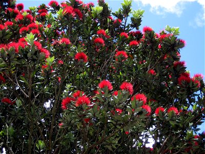 Flowers of a young Pōhutukawa tree (Metrosideros excelsa), Mt Wellington, Auckland, New Zealand. photo