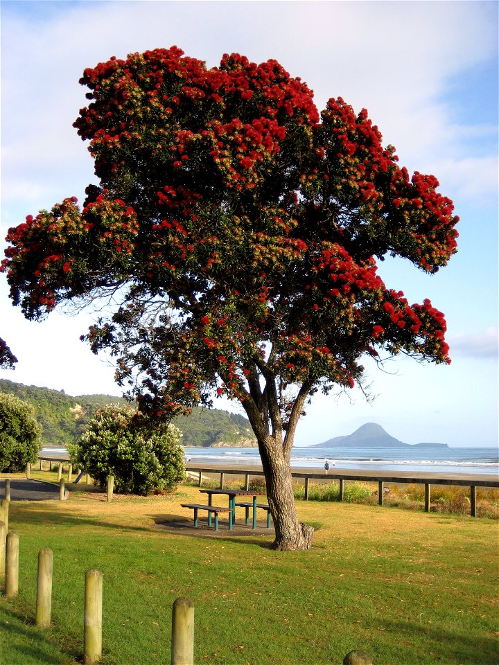 A fairly young Pōhutukawa (Metrosideros excelsa), in flower, at Ōhope, near Whakatāne, New Zealand. Whale Island in background.