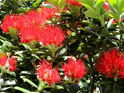 Pōhutukawa (Metrosideros excelsa), in flower, Piha, West Auckland coast, New Zealand photo