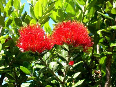 Image title: Pohutukawa bloom Image from Public domain images website, http://www.public-domain-image.com/full-image/flora-plants-public-domain-images-pictures/flowers-public-domain-images-pictures/po photo