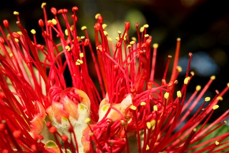 Pohutukawa flower stamens (with yellow anthers at the tips) and styles (with red stigma at the tips), some of them still unfurling