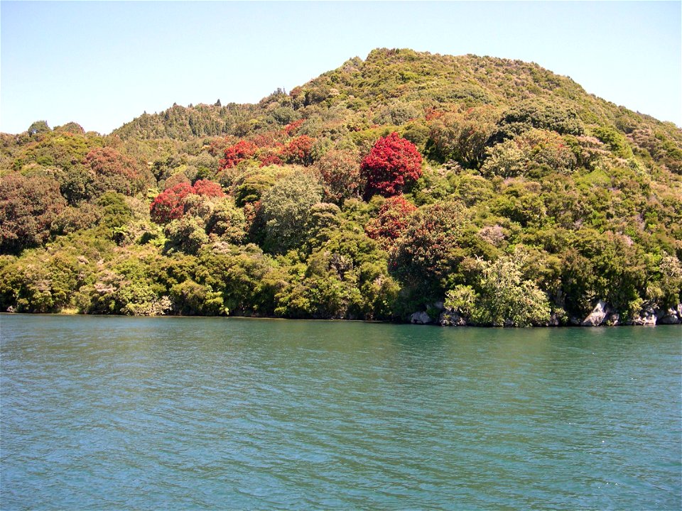 Image title: Pohutukawas blooming in the bush lake tarawera
Image from Public domain images website, http://www.public-domain-image.com/full-image/nature-landscapes-public-domain-images-pictures/lake-