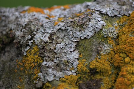 Stone nature green photo