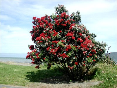 Small pohutukawa in full bloom in front of Paraparaumu Beach, New Zealand.
