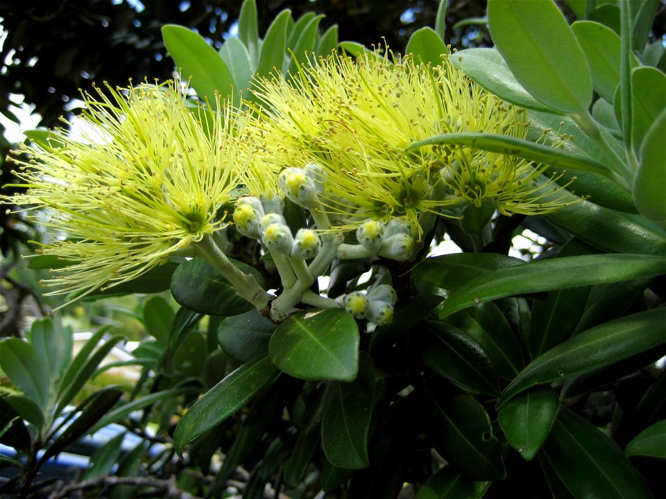 Pōhutukawa (Metrosideros excelsa), in flower, Manukau City, New Zealand. This is the variety "Aurea", a yellow-flowering cultivar of M. excelsa, a variant that occurs naturally on Mōtiti Island, Bay o