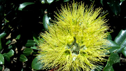 Yellow Pōhutukawa  (Metrosideros excelsa), at Mangere Inlet, Auckland, New Zealand