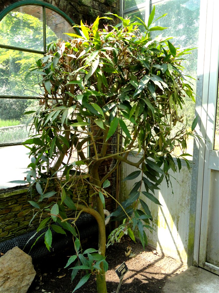 Eugenia jambo. Botanical specimen on the grounds of the Villa Taranto (Verbania), Lake Maggiore, Italy.