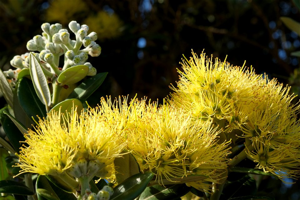 Yellow pohutukawa (Metrosideros excelsa 'Aurea') flowers and flower buds