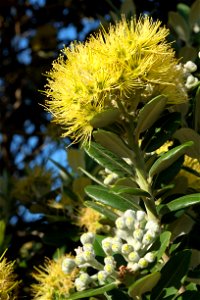 Yellow pohutukawa (Metrosideros excelsa 'Aurea') flowers and flower buds photo