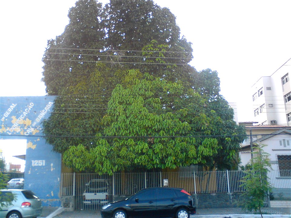 Um grande jambeiro, numa casa na Rua Olinto Meira, bairro Lagoa Seca, Natal/RN/Brasil.