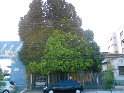 Um grande jambeiro, numa casa na Rua Olinto Meira, bairro Lagoa Seca, Natal/RN/Brasil.