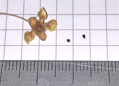 A seed capsule of Backhousia citriodora (lemon myrtle) and two seeds extracted from another capsule on a 5 millimeter grid.