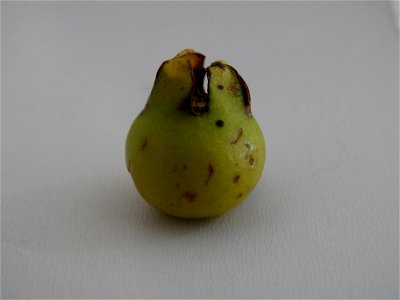 Unripe fruit of the psidium cattleianum, known in Portuguese as the araçá fruit. It will take on a darker shade of green before ripening in a red colour.
