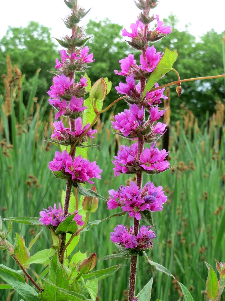 Blutweiderich (Lythrum salicaria) im Bürgerpark Saarbrücken