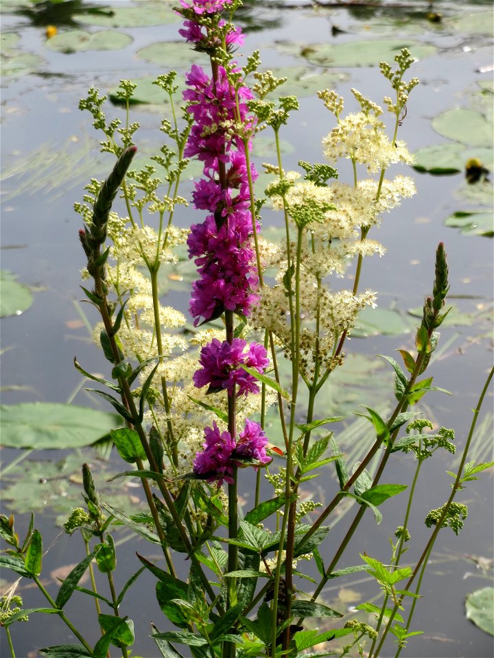 Blutweiderich (Lythrum salicaria) und Echtes Mädesüß (Filipendula ulmaria) am Osthafen in Saarbrücken