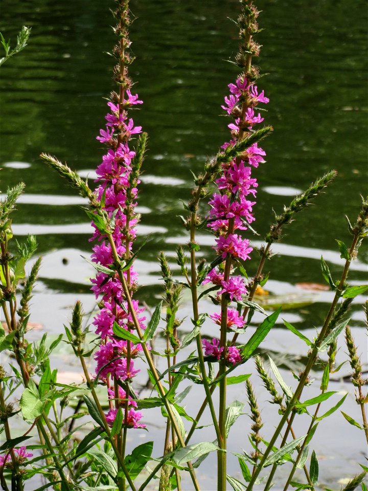 Gewöhnlicher Blutweiderich (Lythrum salicaria) an der Saar in Saarbrücken