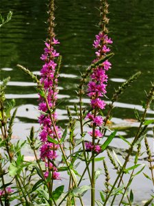 Gewöhnlicher Blutweiderich (Lythrum salicaria) an der Saar in Saarbrücken