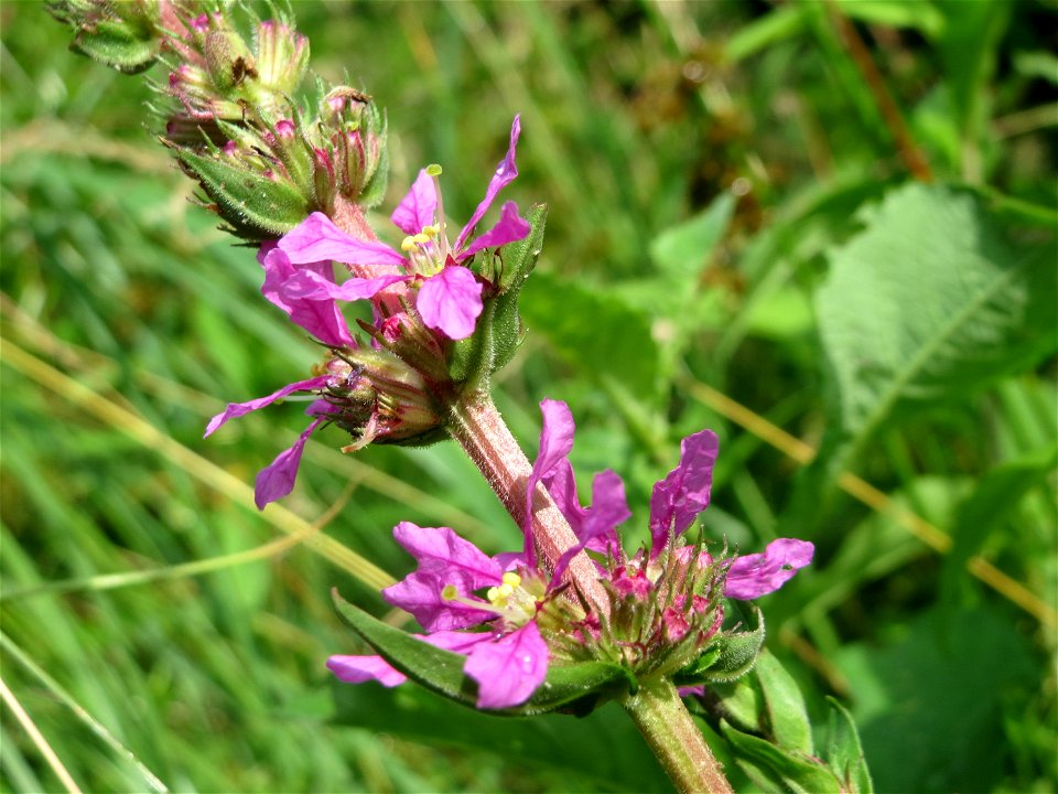 Blutweiderich (Lythrum salicaria) am Geißböckelgraben bei Philippsburg