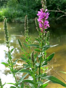 Gewöhnlicher Blutweiderich (Lythrum salicaria) am Kraichbach in Hockenheim