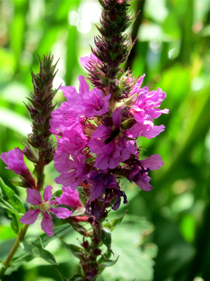 Blutweiderich (Lythrum salicaria) am Kraichbach in Hockenheim
