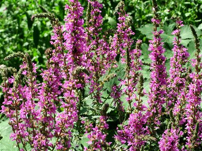 Gewöhnlicher Blutweiderich (Lythrum salicaria) am Käsbach an der Elisabethenstraße bei Wiesbaden-Nordenstadt