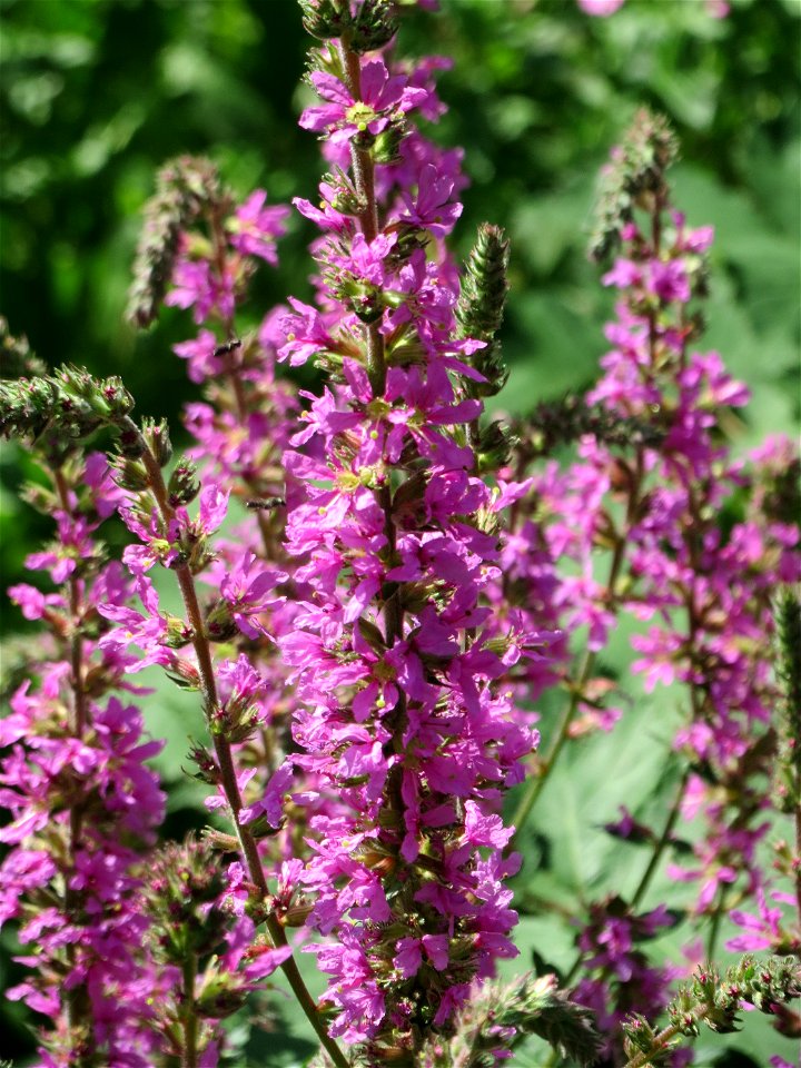Blutweiderich (Lythrum salicaria) am Käsbach an der Elisabethenstraße bei Wiesbaden-Nordenstadt