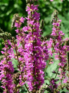 Blutweiderich (Lythrum salicaria) am Käsbach an der Elisabethenstraße bei Wiesbaden-Nordenstadt