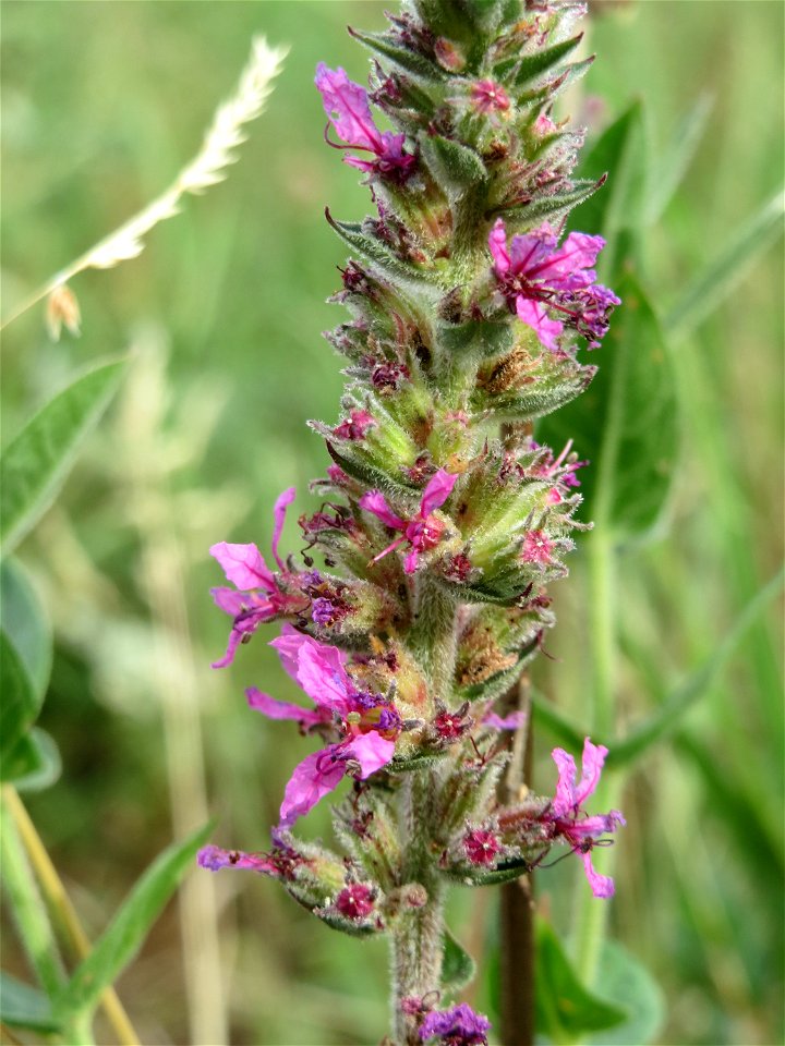 Blutweiderich (Lythrum salicaria) am Käsbach bei Wiesbaden-Nordenstadt