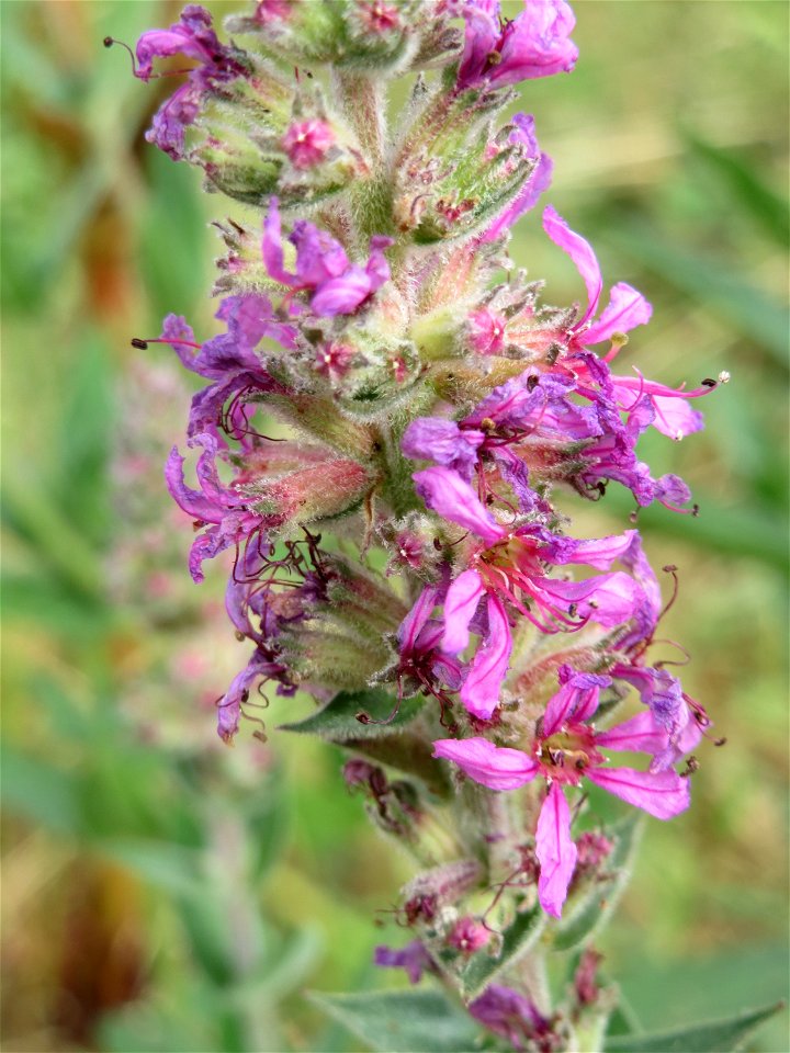 Blutweiderich (Lythrum salicaria) bei Wiesbaden-Nordenstadt