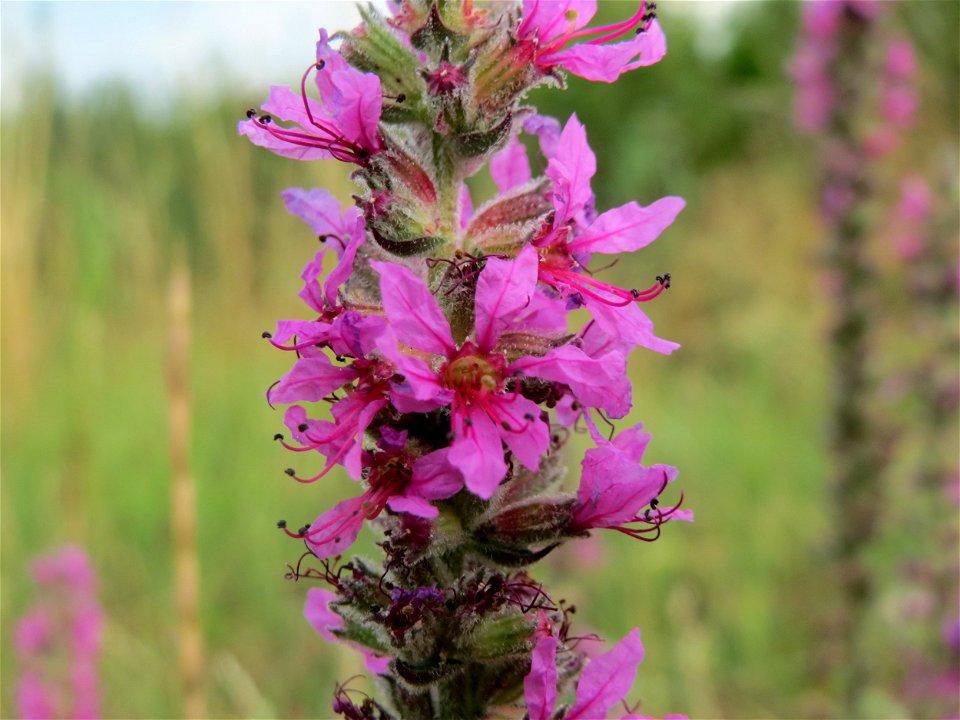 Blutweiderich (Lythrum salicaria) bei Wiesbaden-Nordenstadt