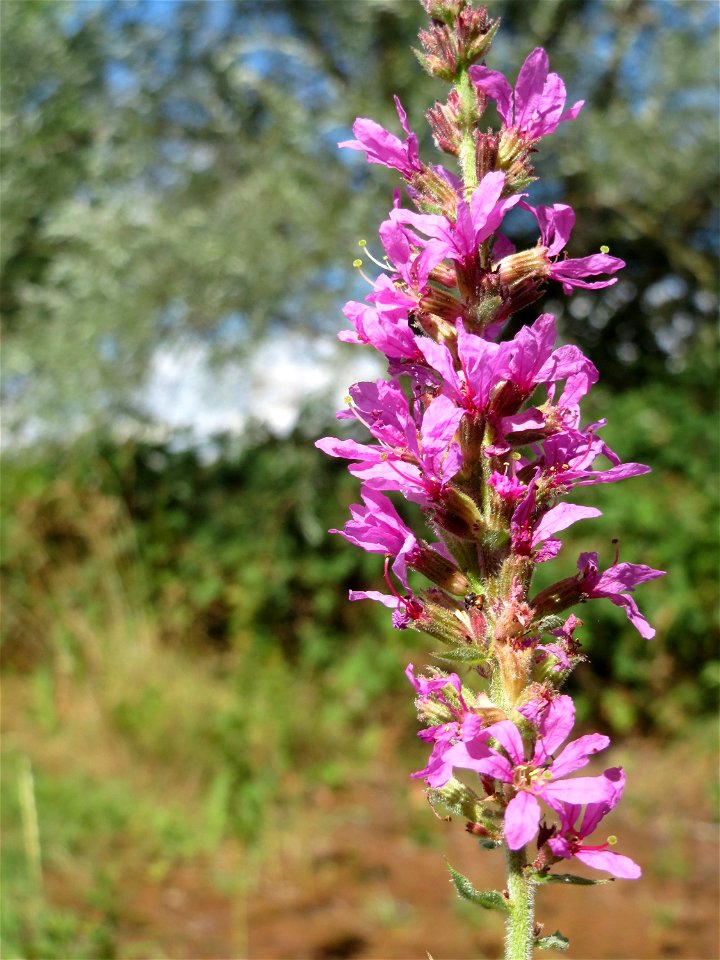 Blutweiderich (Lythrum salicaria) in Hockenheim