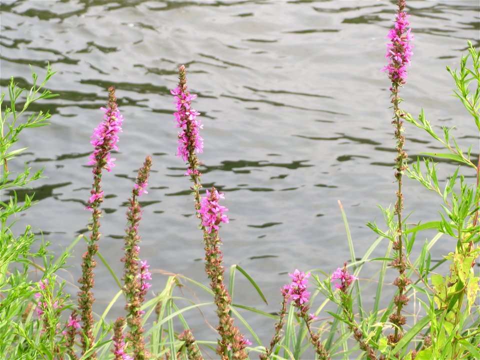 Blutweiderich (Lythrum salicaria) an der Mosel in Cochem