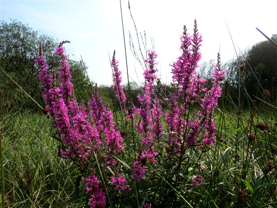 Blutweiderich (Lythrum salicaria) im Naturschutzgebiet Mürmes