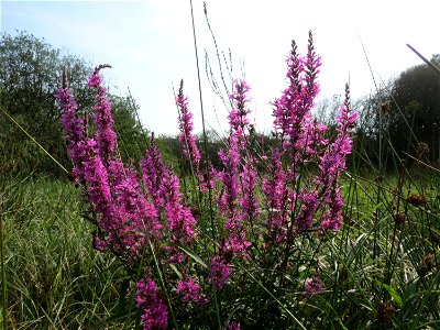 Blutweiderich (Lythrum salicaria) im Naturschutzgebiet Mürmes